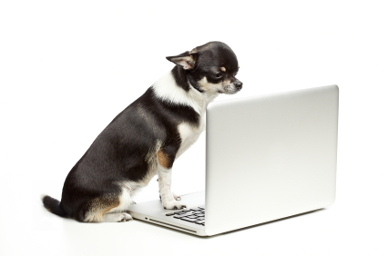 Dog with Laptop