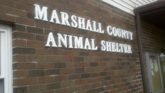 The Animal Shelter
