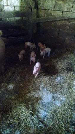 Baby Pigs